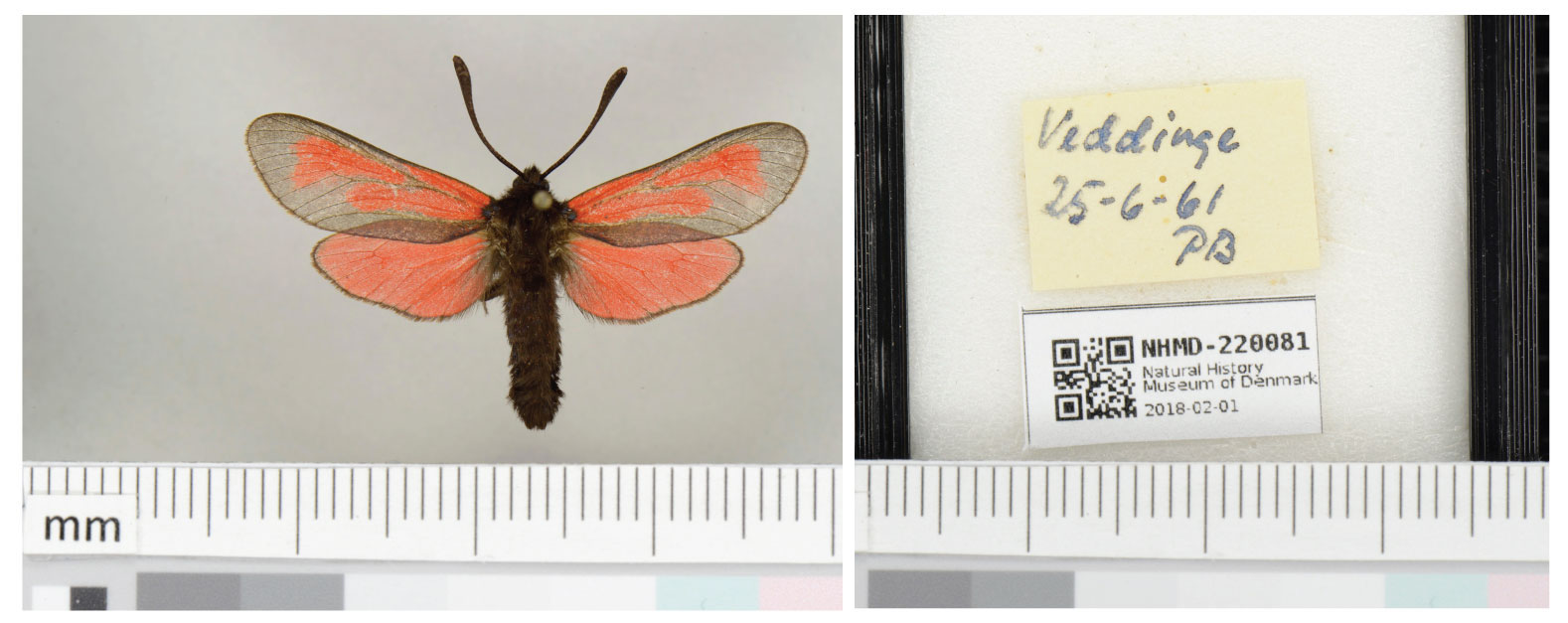 Zygenidae moth (right ) and label (left). Captured at a digitization facility at Sertifer in Joensuu, Finland. Copyright CCBY4.0. <br> Rights holder is the University of Copenhagen