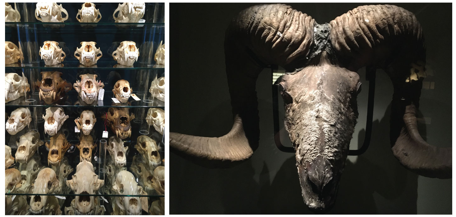 Zoological Museum at the Natural History Museum of Denmark houses one of the largest collection of polar bear skulls (right). Ram skull (left).